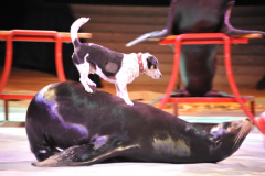 Circus Krone 2011