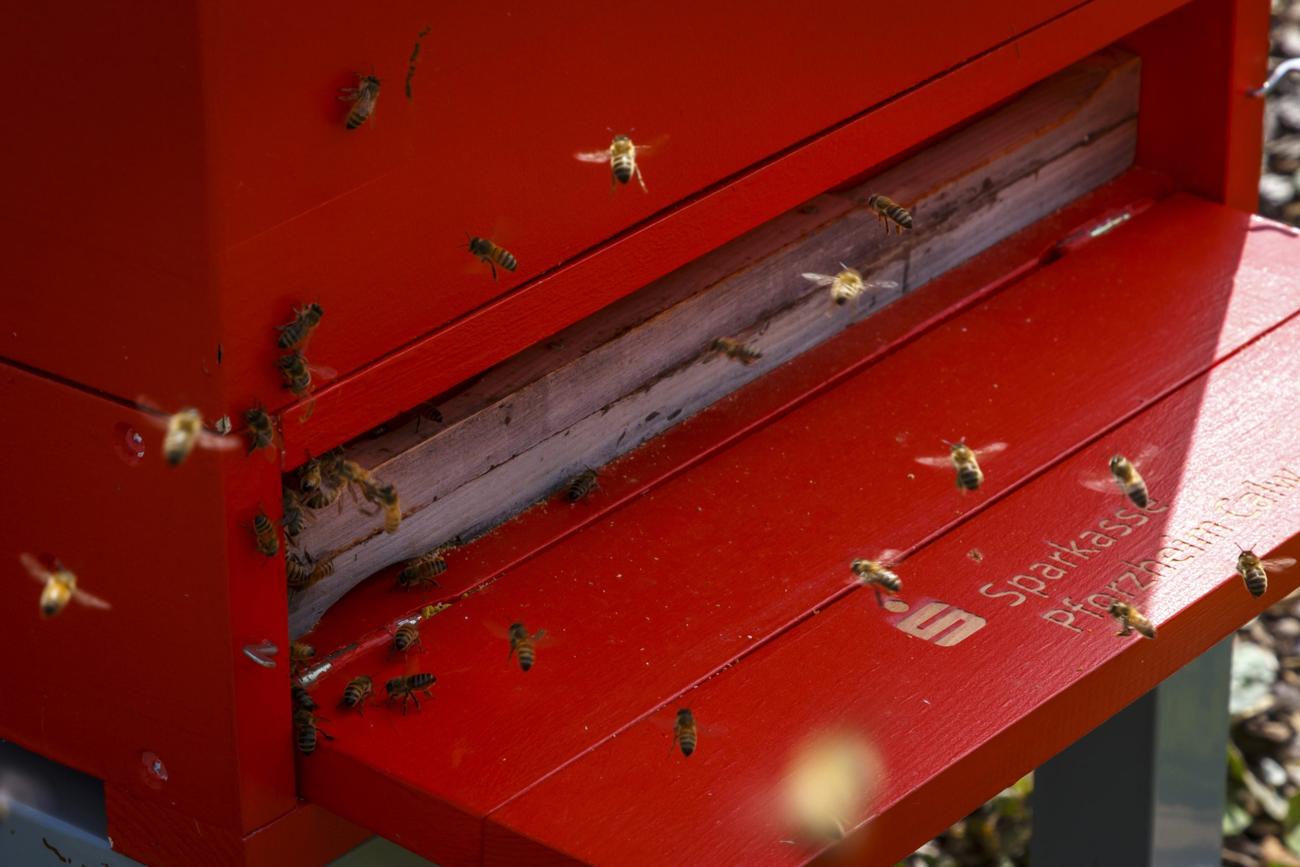 Bienen fliegen in den Bienenstock der Sparkasse Pforzheim Calw. Ein Schwarm Bienen vor rotem Holz mit eingraviertem Logo. Schriftzug der Sparkasse Pforzheim Calw